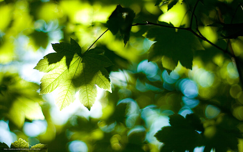 Sunlit Maple Leaf — Green, Serene