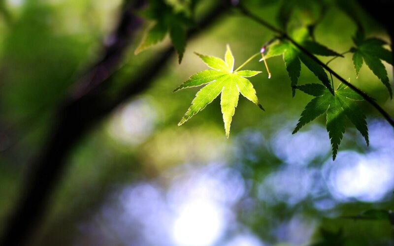 Sunlit maple leaf in forest