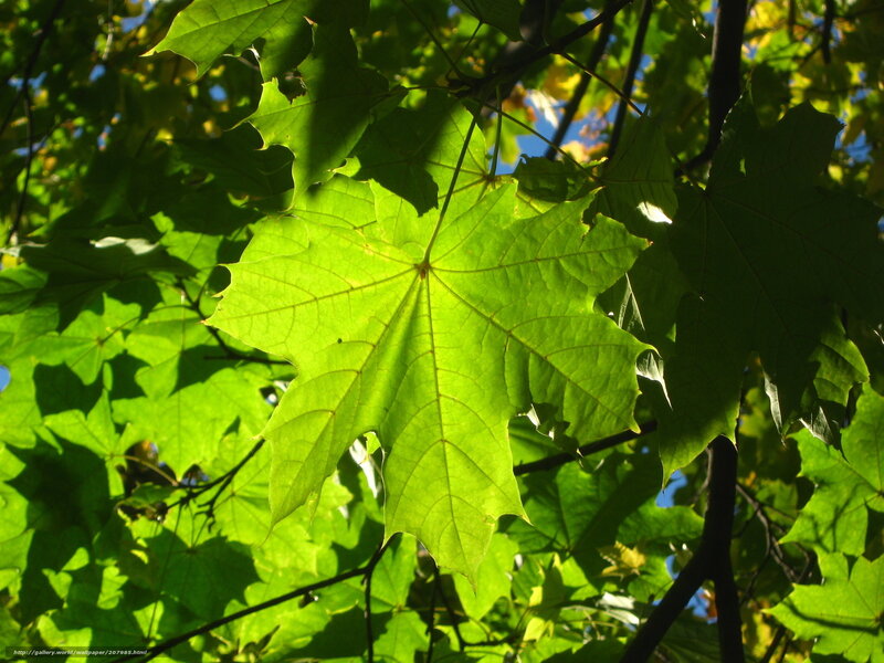 sunlit maple leaf