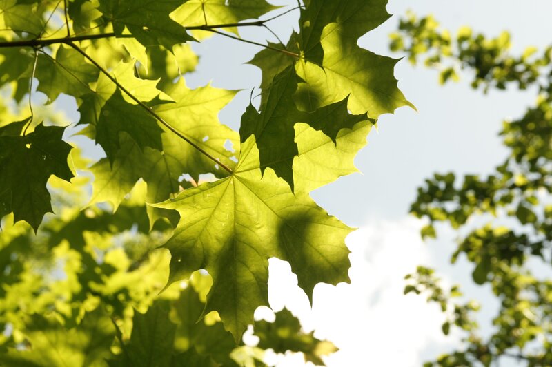 Sunlit maple leaves