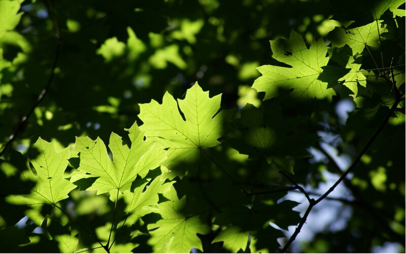 sunlit maple leaves