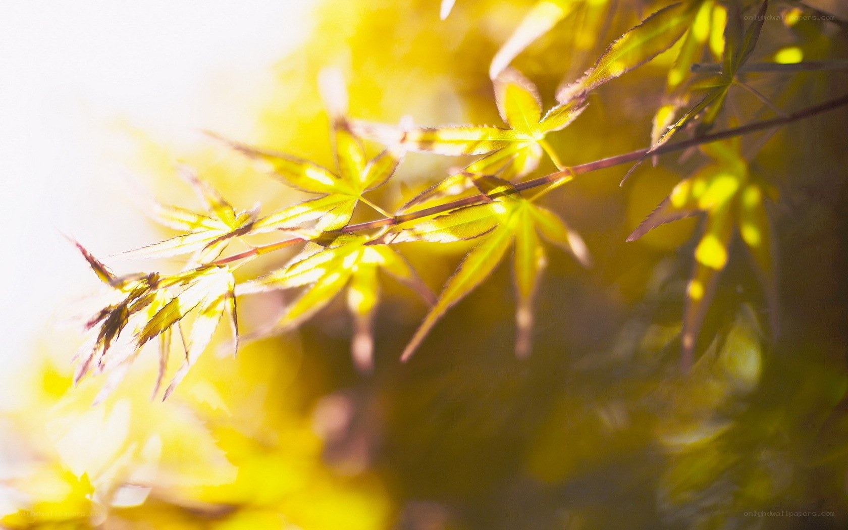 Sunlit maple leaves