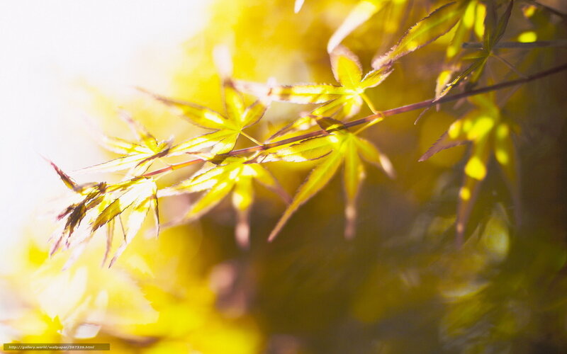Sunlit maple leaves