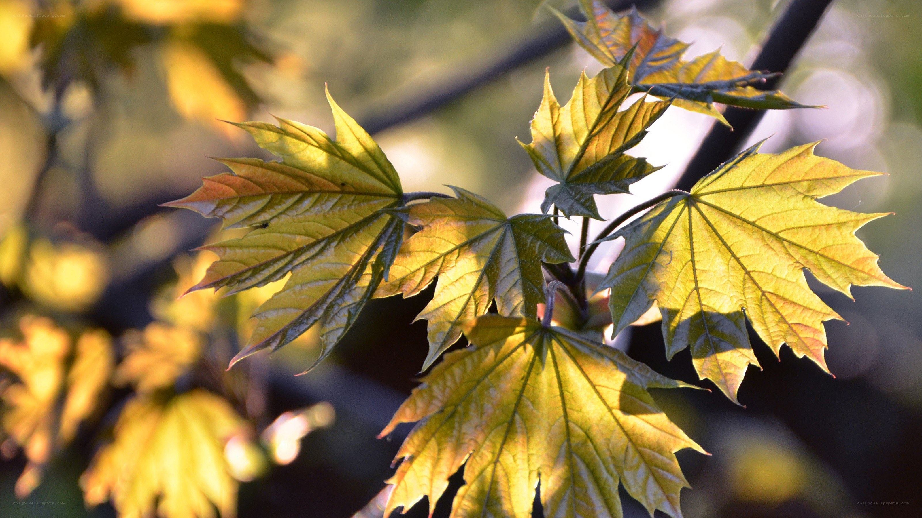 sunlit maple leaves