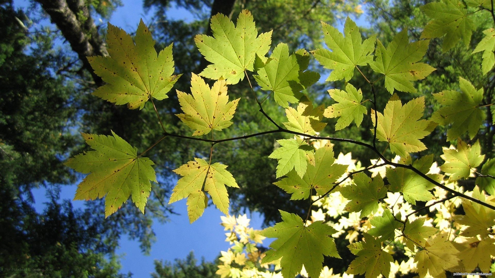 Sunlit maple leaves against blue sky