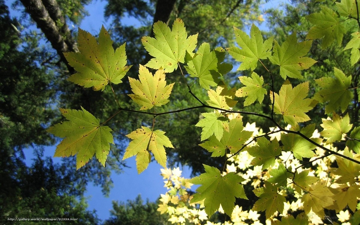 Sunlit maple leaves against blue sky
