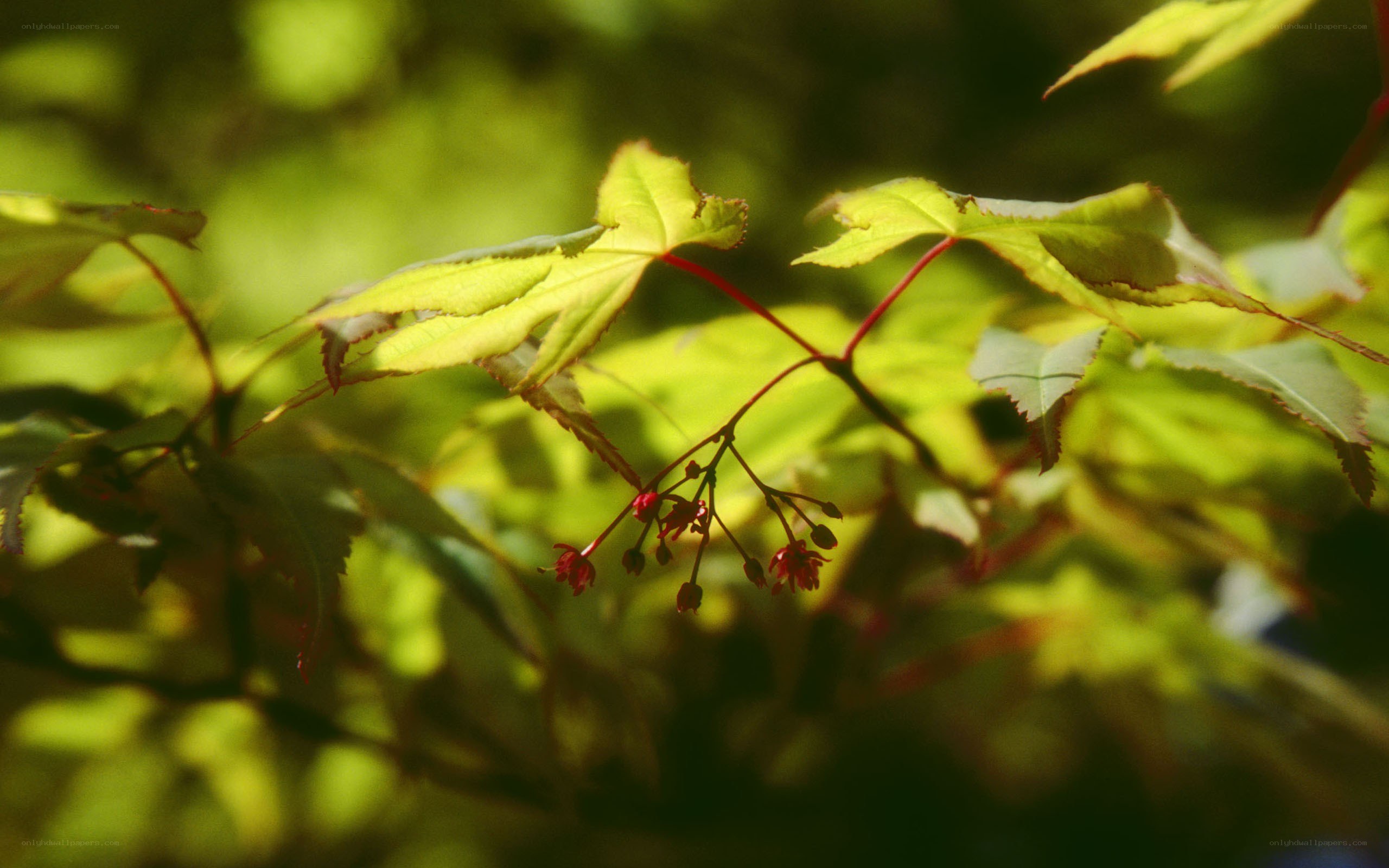 Sunlit maple leaves and flowers