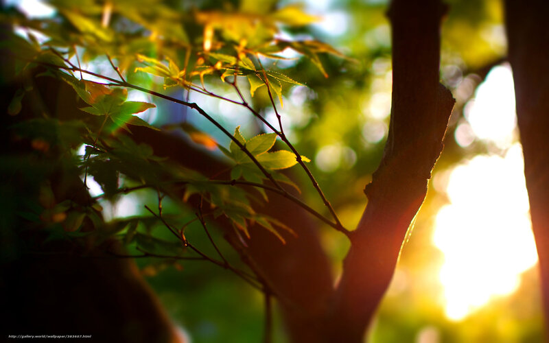Sunlit Maple Leaves — Green