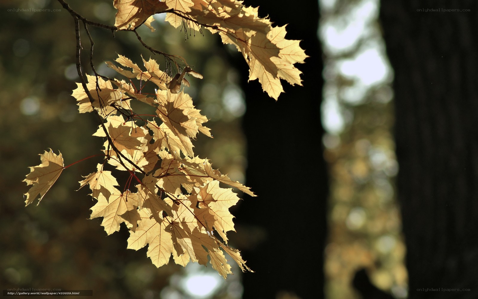 Sunlit maple leaves in autumn