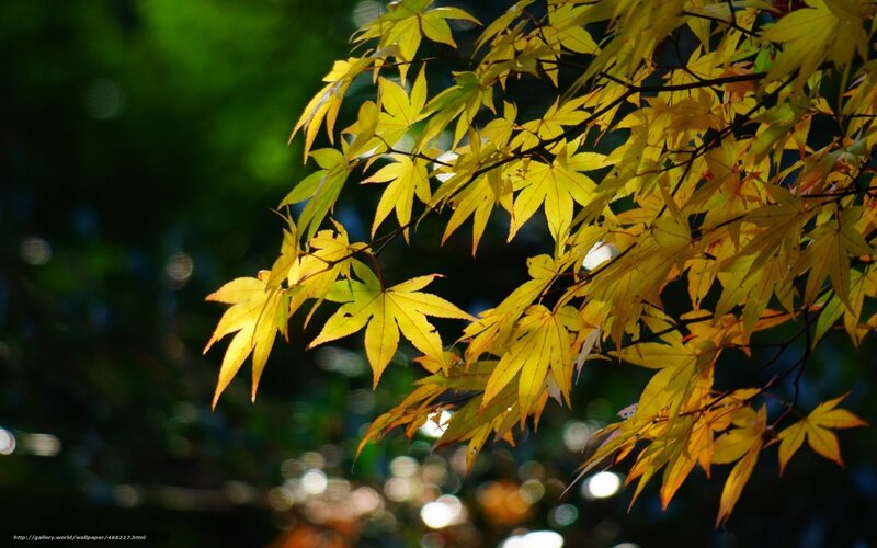 Sunlit maple leaves in autumn