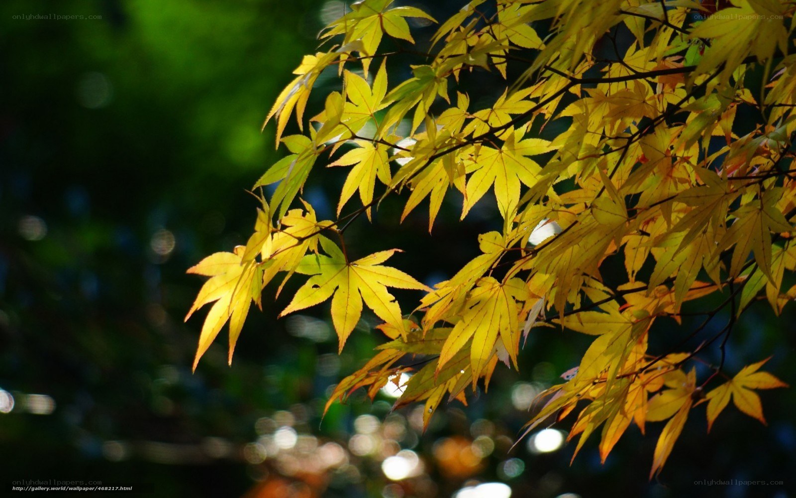 Sunlit maple leaves in autumn