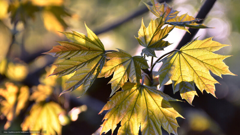 Sunlit maple leaves in autumn
