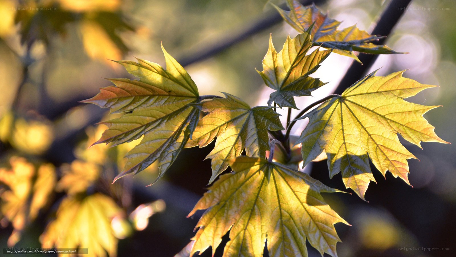 Sunlit maple leaves in autumn