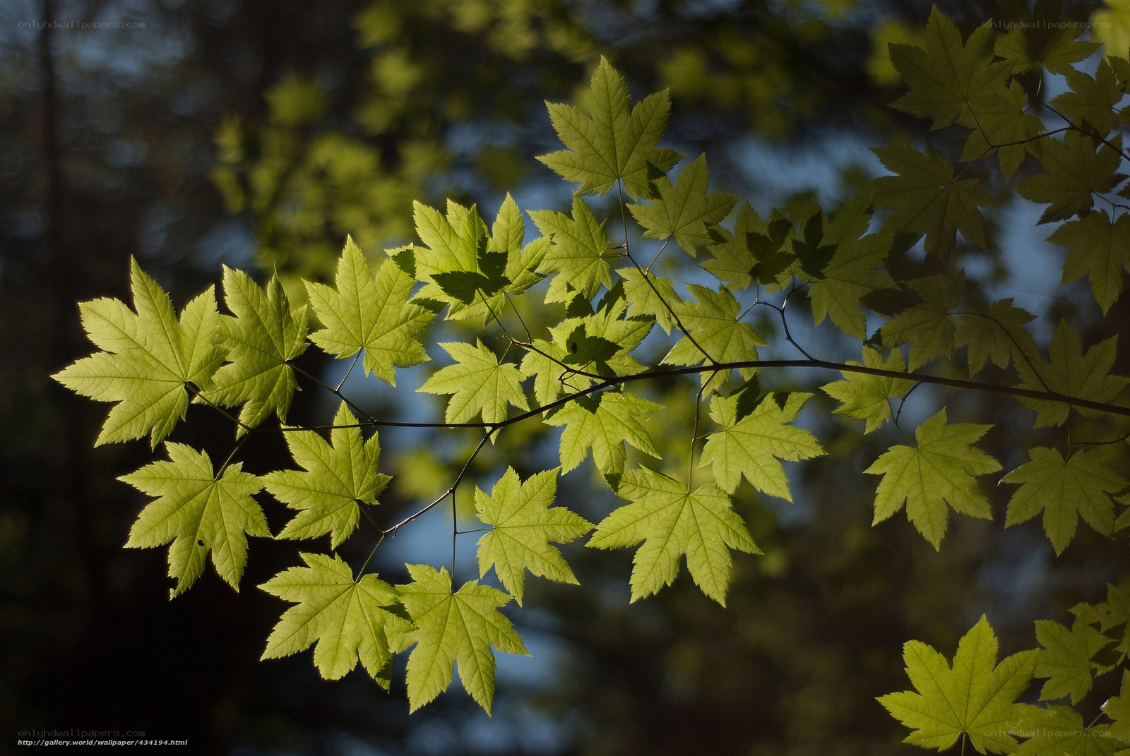 Sunlit maple leaves in forest