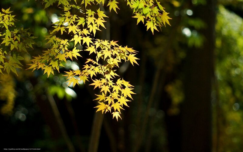 Sunlit maple leaves in forest