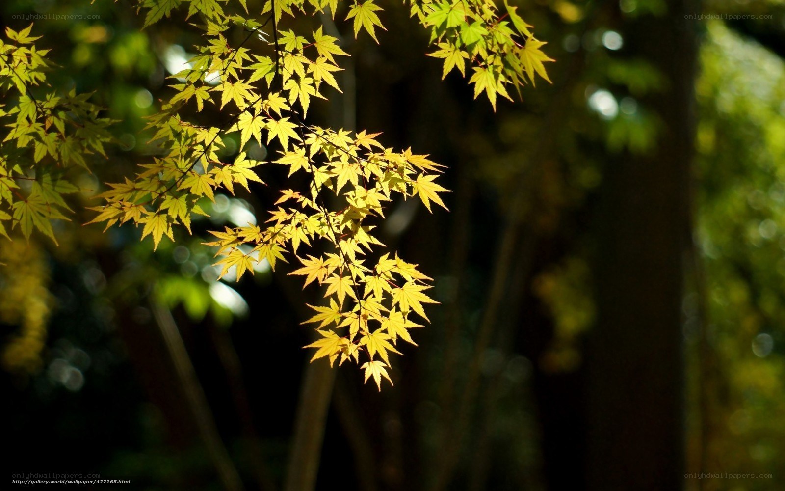 Sunlit maple leaves in forest