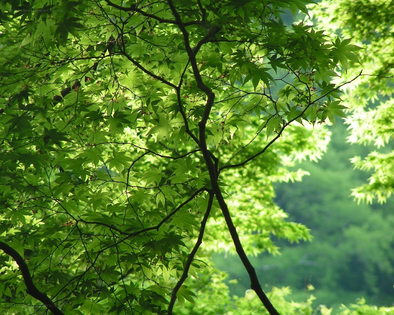 Sunlit maple leaves in forest