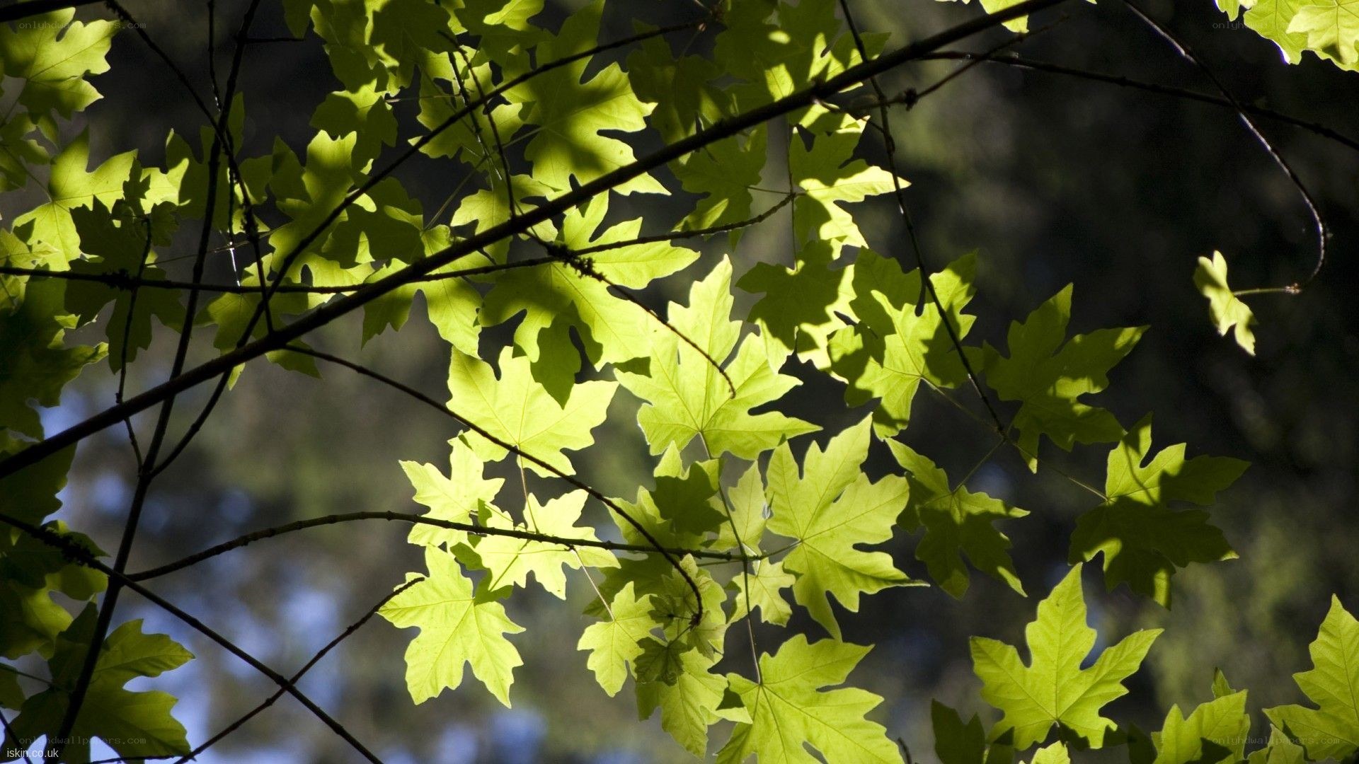 Sunlit maple leaves in forest