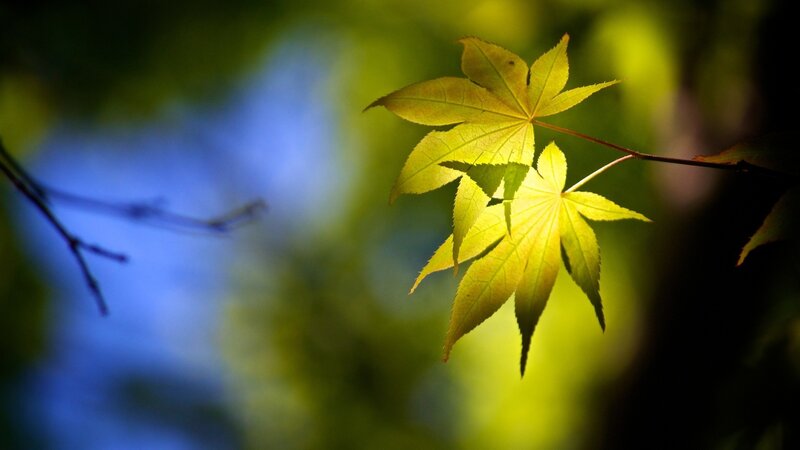 Sunlit maple leaves in forest