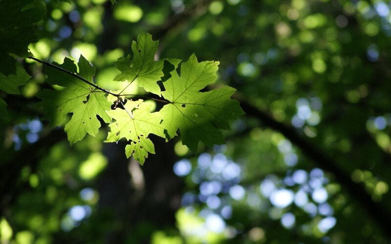 Sunlit maple leaves in forest