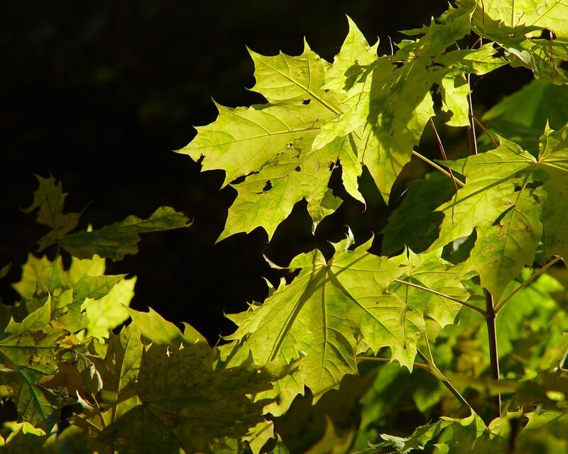 Sunlit maple leaves in forest