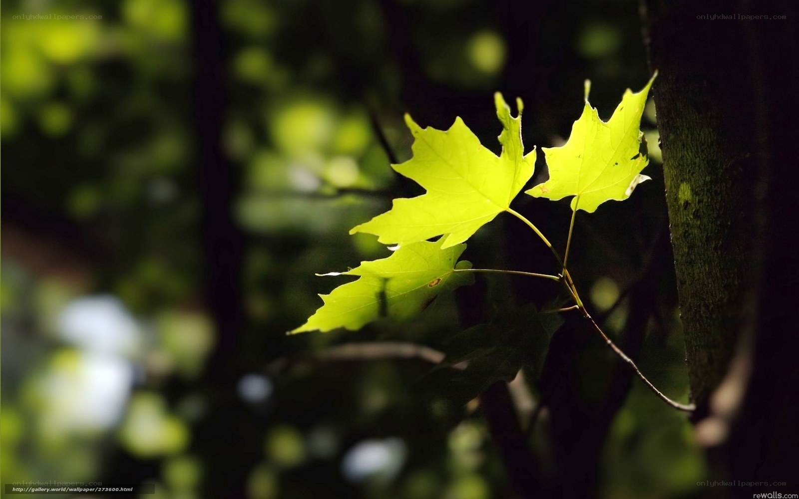 Sunlit maple leaves in forest