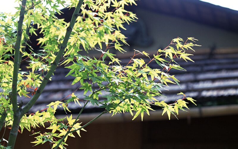 Sunlit maple leaves in garden