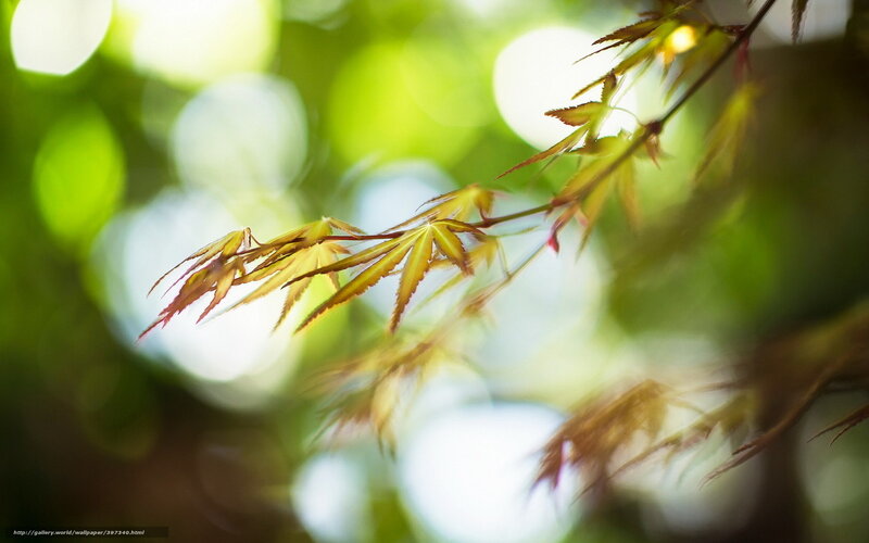 Sunlit maple leaves in soft focus