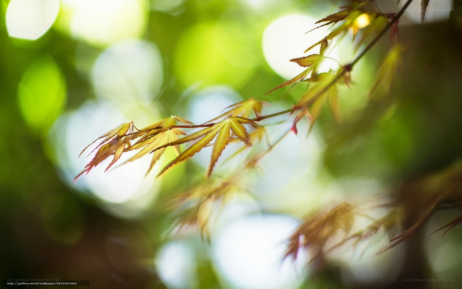 Sunlit maple leaves in soft focus