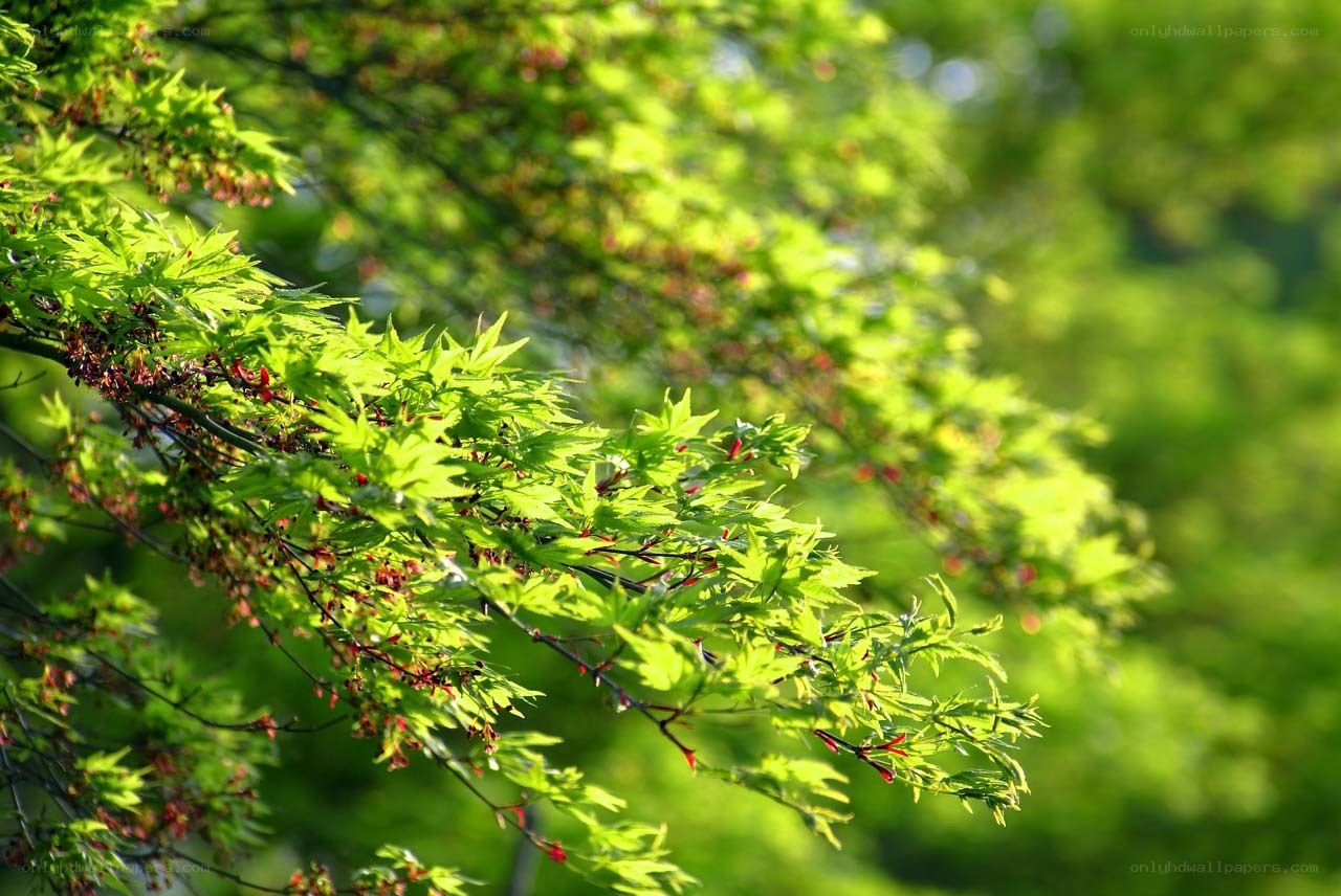 Sunlit maple leaves in spring