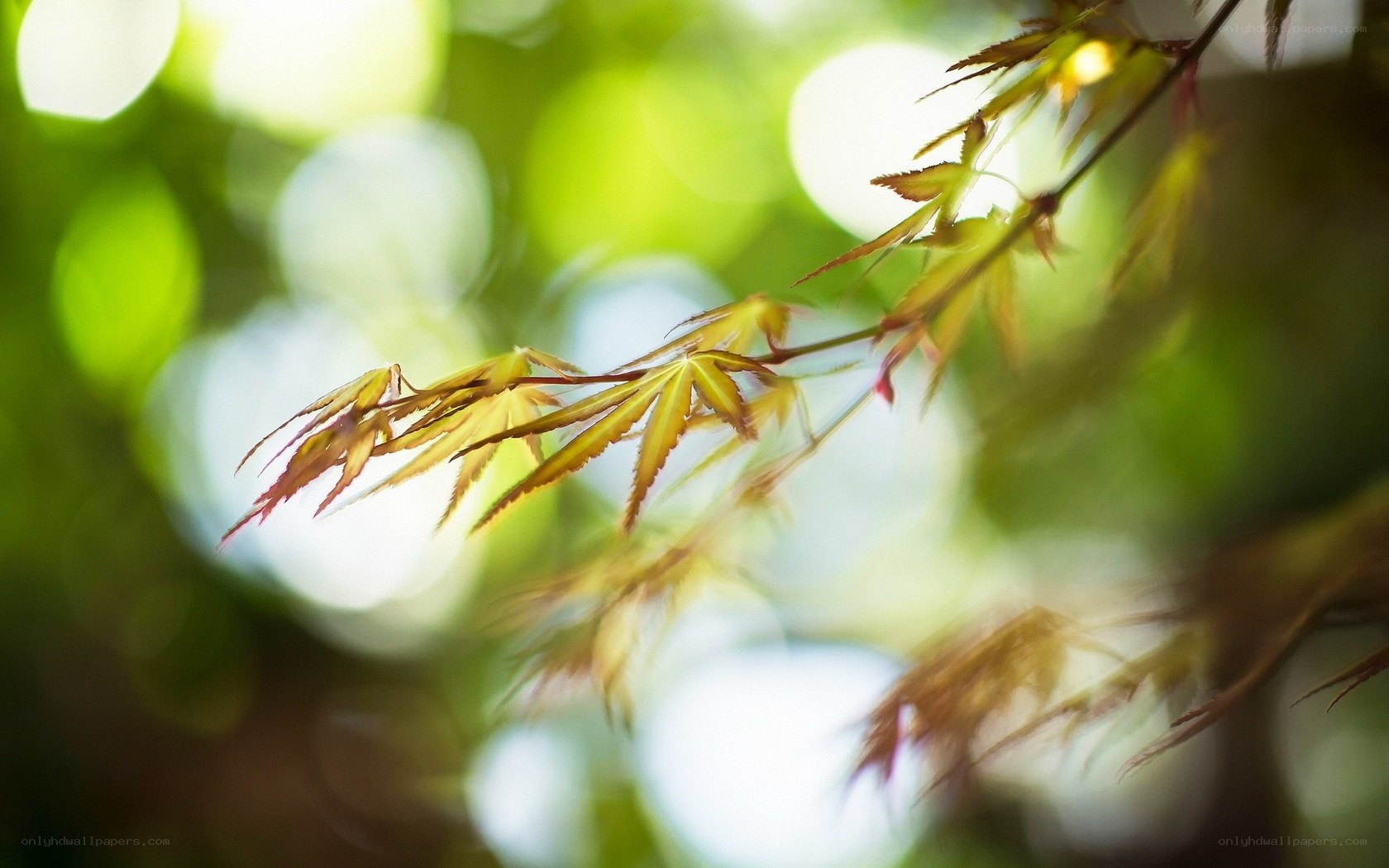 Sunlit maple leaves in spring