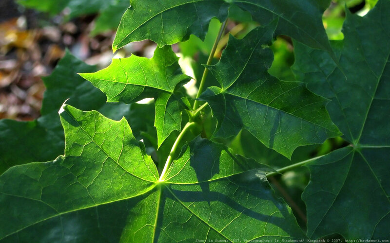 Sunlit maple leaves in summer