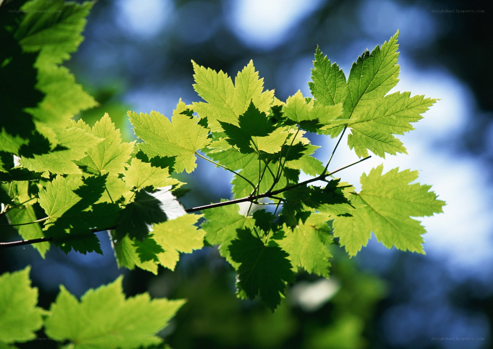 Sunlit maple leaves on a branch