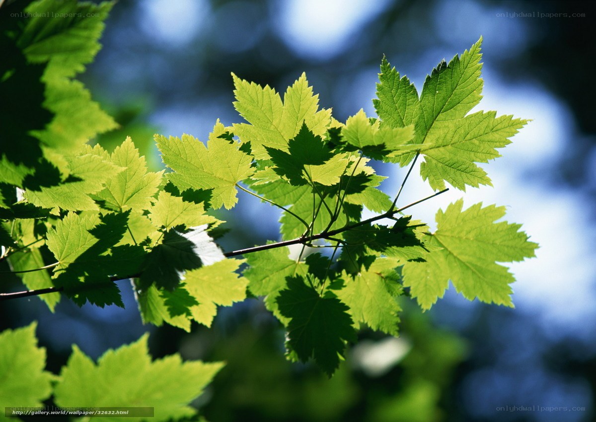 Sunlit maple leaves
