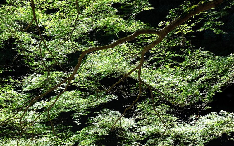 Sunlit Maple Tree Canopy