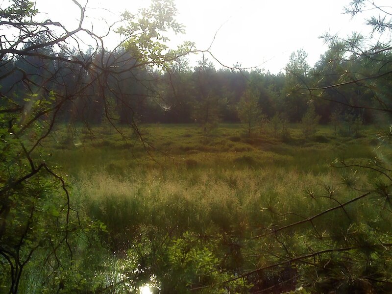Sunlit marshland with trees