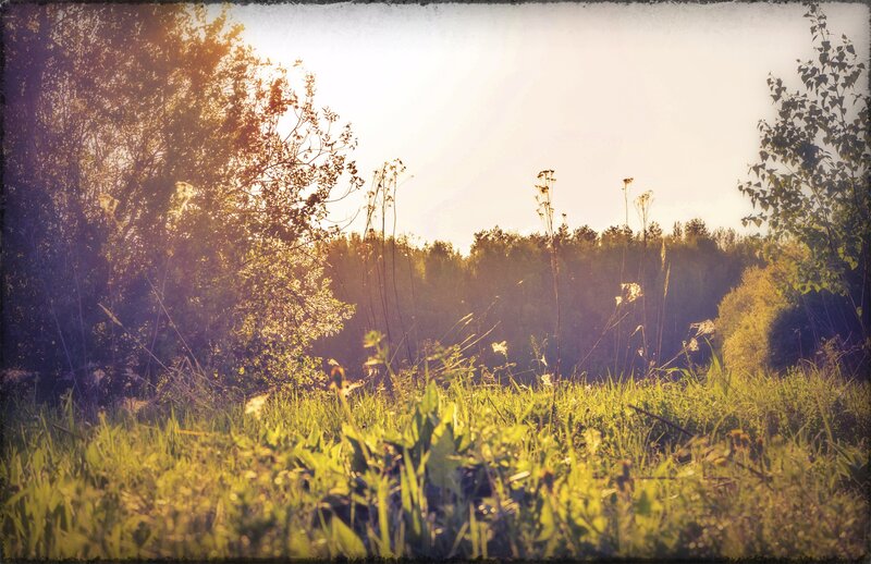 Sunlit meadow at dawn