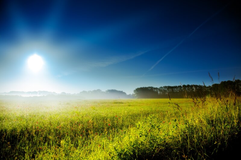 Sunlit Meadow Field