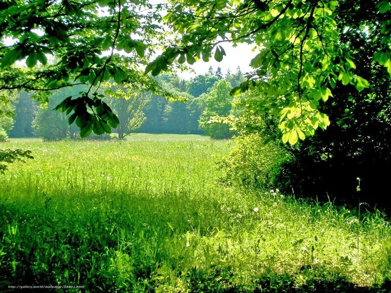 Sunlit meadow through tree branches