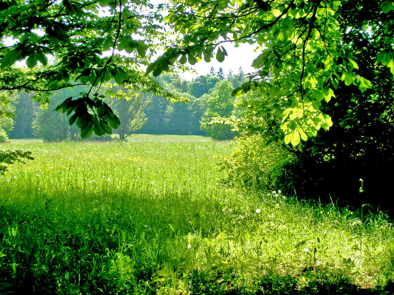 Sunlit meadow under leafy canopy