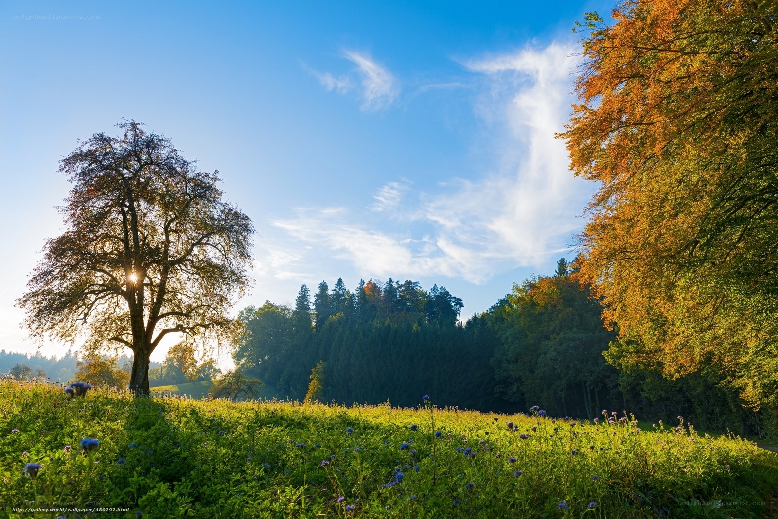 Sunlit meadow with autumn trees