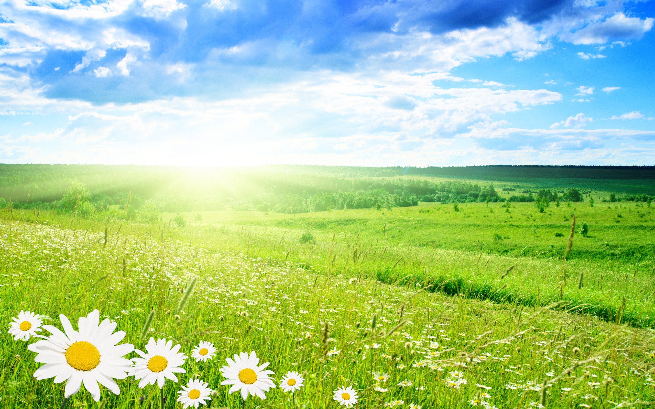 Sunlit meadow with daisies