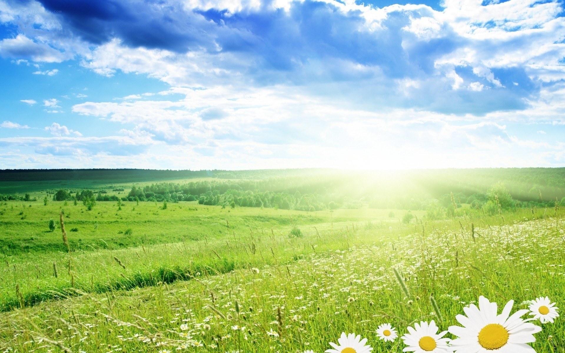 Sunlit meadow with daisies