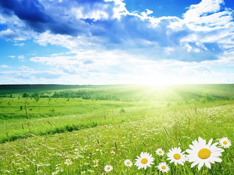 Sunlit meadow with daisies