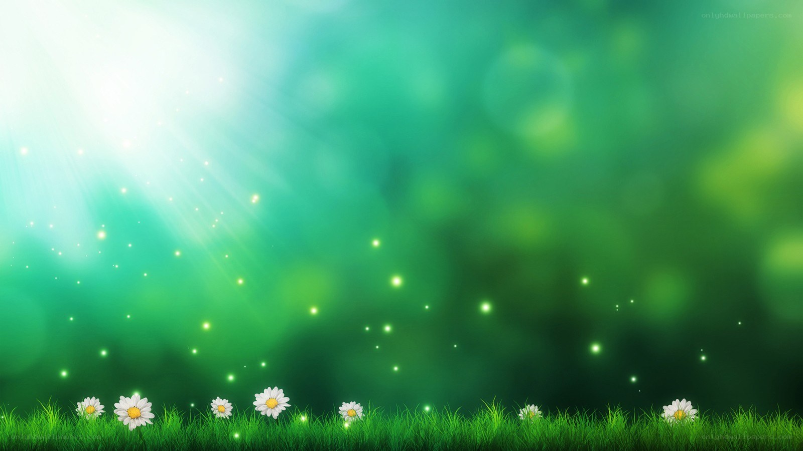 Sunlit meadow with daisies
