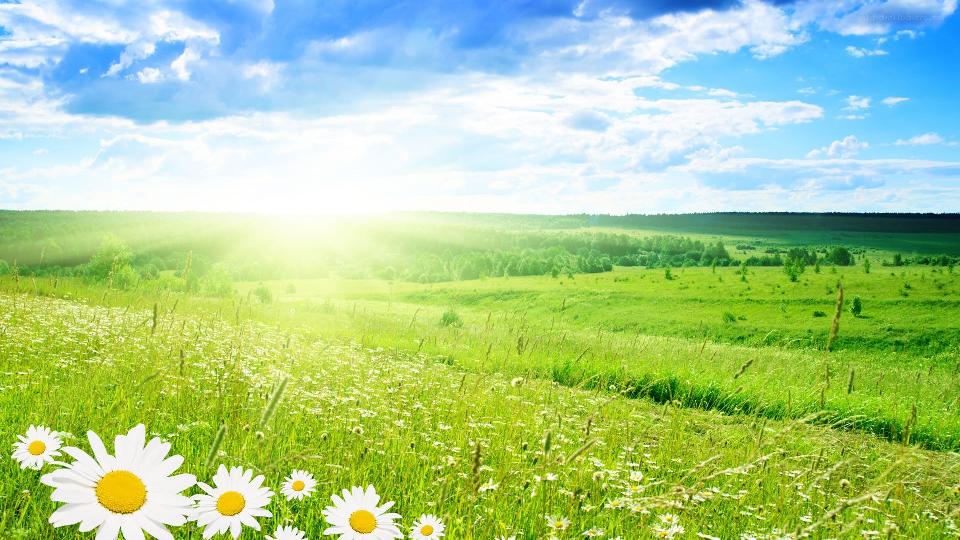 Sunlit meadow with daisies