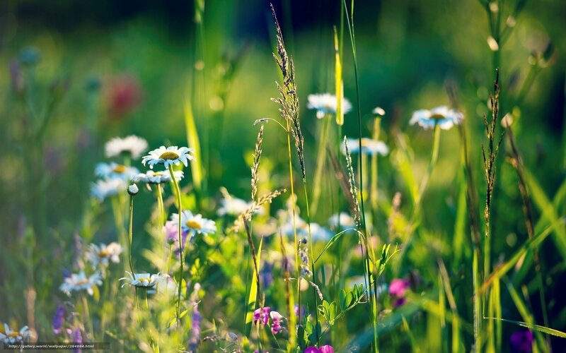 Sunlit meadow with daisies
