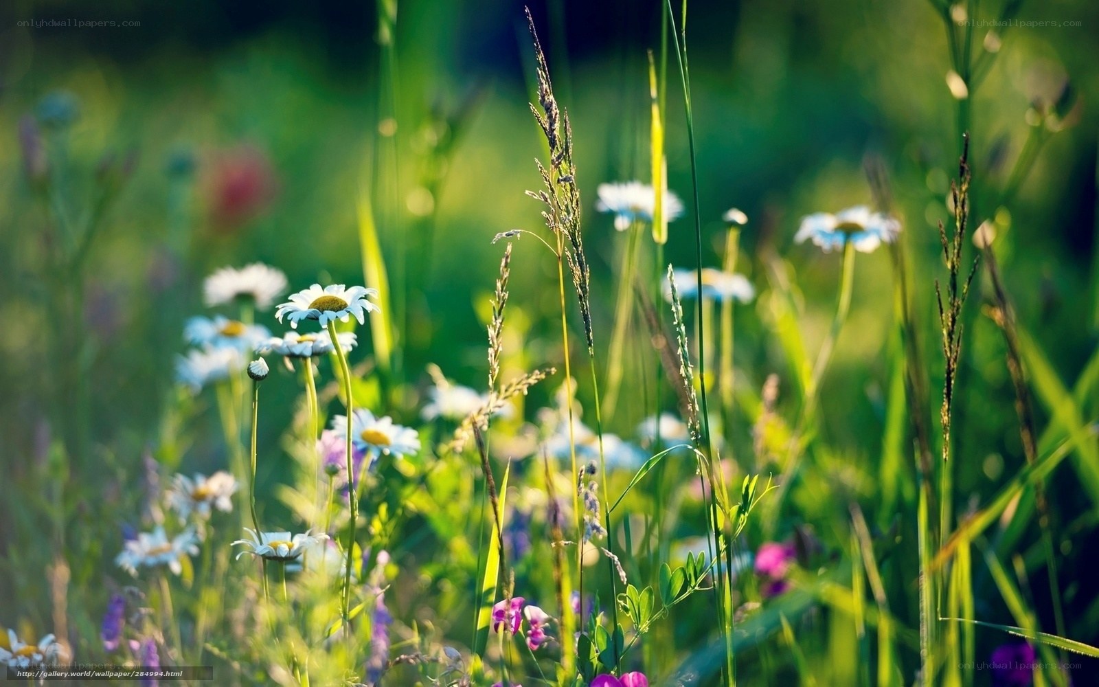 Sunlit meadow with daisies