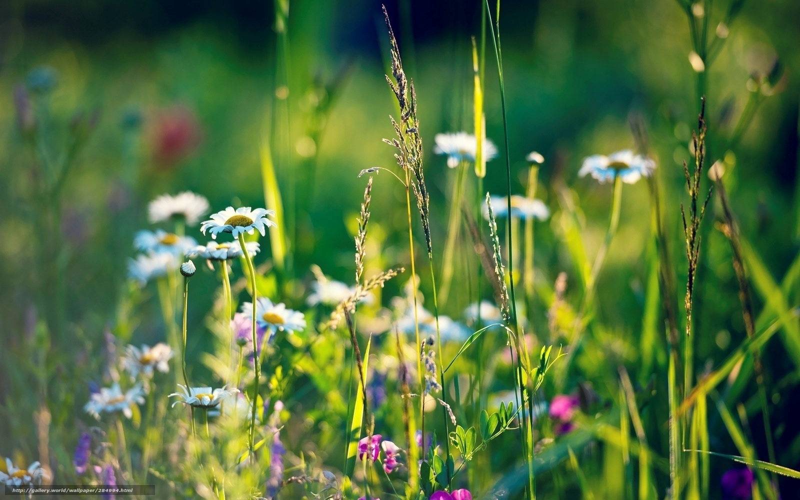 Sunlit meadow with daisies