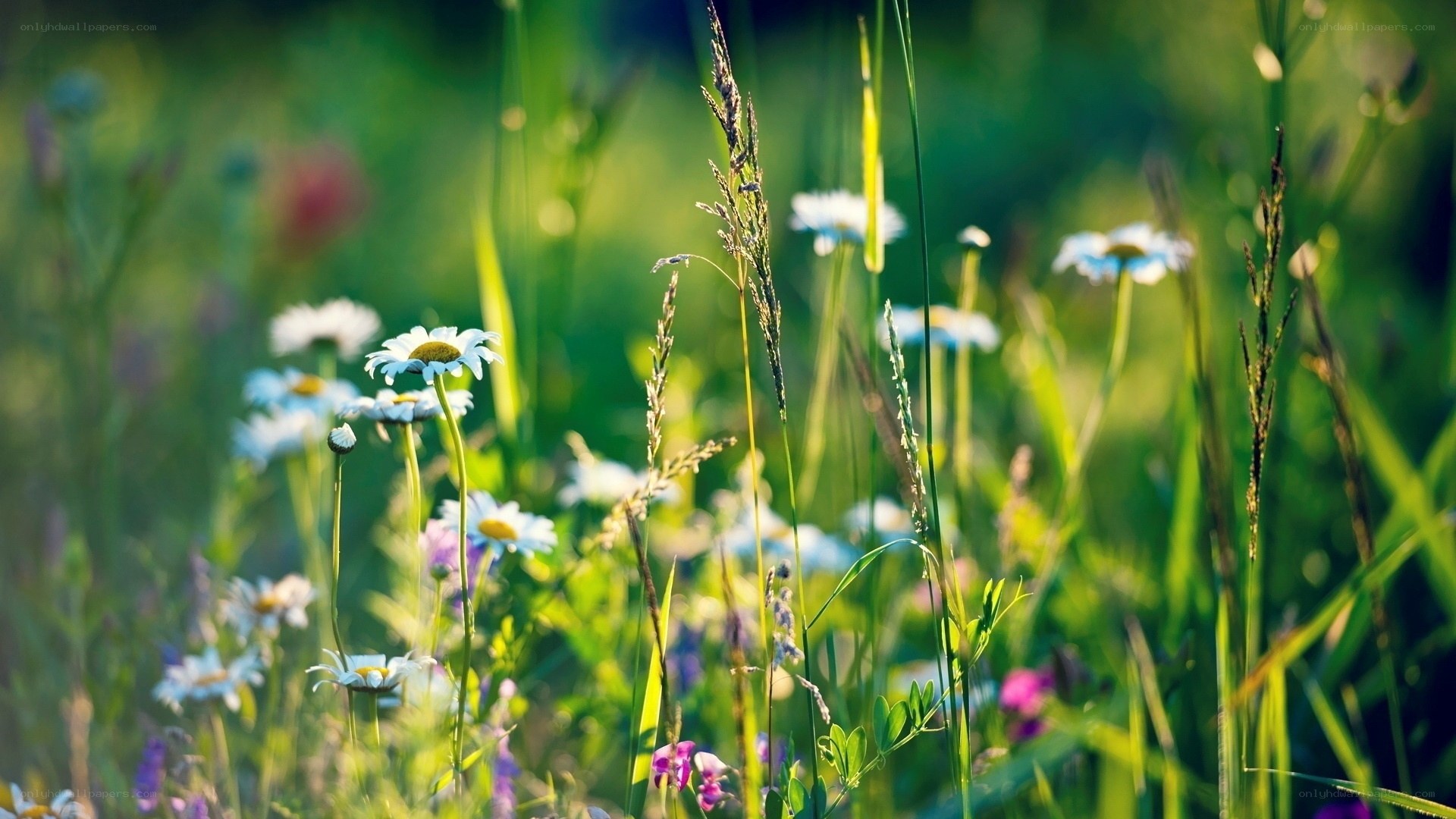 Sunlit meadow with daisies